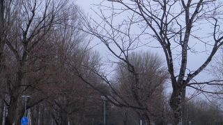 雪景色の並木道