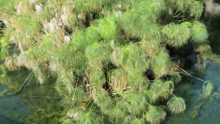 パピルスがはえています。