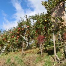 斜面のりんご畑