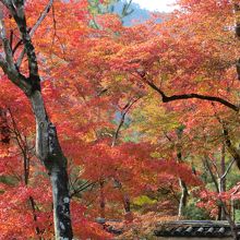 色のコントラスト。