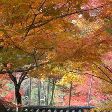 境内には竹林もあります。