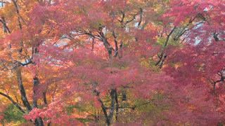 晩秋の宝厳院。まだまだ見頃。