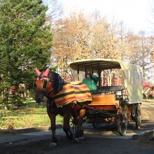 馬の歩みに合わせ、のんびりと園内を一周する人気の観光馬車。