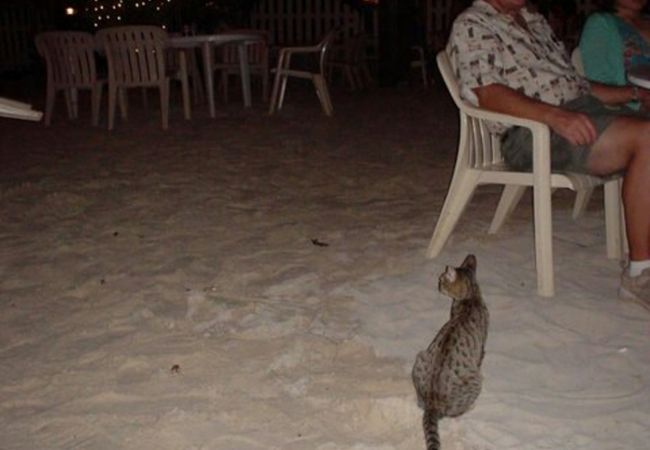 砂浜？でサンセットを見ながら食事