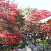 桜もいいけど、一押しは紅葉です。