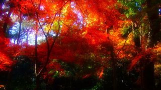 都内で遅い時期に紅葉が楽しめる　国立科学博物館附属自然教育園