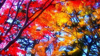 都内で遅い時期に紅葉が楽しめる　皇居東御苑