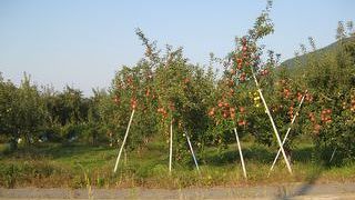 りんご園がたくさん