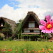 夏も風情がある。