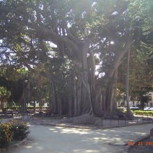 木陰が気持ちいいです。