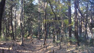 自然度豊かな森