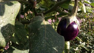 小ぶりな公園？