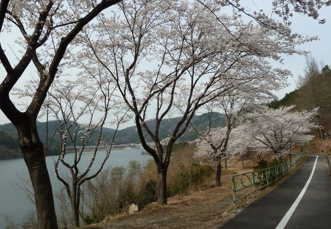 サイクリングコースが快適