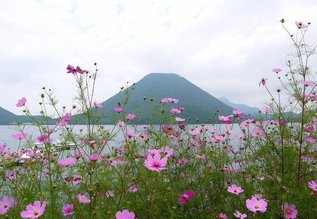 湖の周りはコスモスが綺麗でした