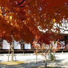 堂と紅葉