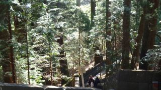 杉木立の中の参道は凛とした雰囲気