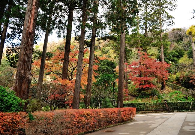 境内の紅葉も色合いが素敵だった