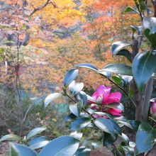 公園の紅葉と山茶花