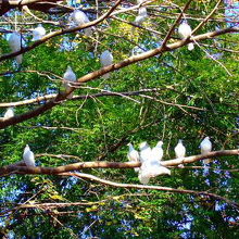 靖国神社の白鳩