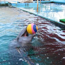 伊勢夫婦岩ふれあい水族館伊勢シーパラダイス