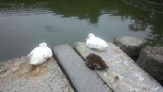 あひると触れ合うことができる！