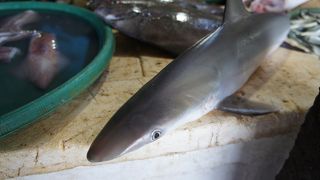 地元にも愛されている市場