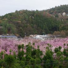 「原谷苑」全景ですが、桜の密集具合がわかります。