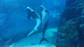 釜山の人気が有る　水族館