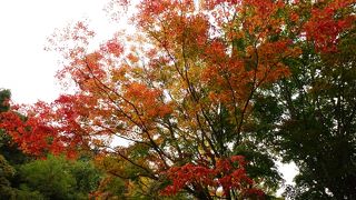 紅葉に行こうよ!!!