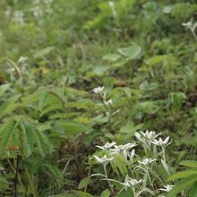 ほんとうに可愛い花〜