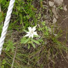 歩道近くにも咲いているので踏まないように！