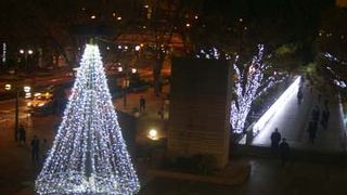 けやきの木にイルミネーションが輝いています