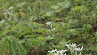 斜面にウスユキソウがいっぱい　＠ウスユキソウ群生地