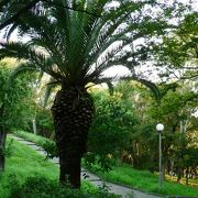 亜熱帯植物などが植えられている千島公園（ちしまこうえん）