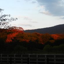 夕日が当たった森