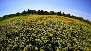 きれいなひまわり