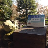 足湯の隣にはドクターフィッシュがいます。（無料）