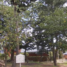 植樹された鬱金桜も順調に育っています