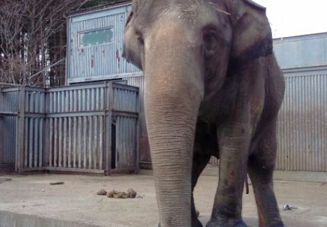 宇都宮動物園 クチコミ アクセス 営業時間 宇都宮 フォートラベル 宇都宮動物園 クチコミ アクセス 営業時間 宇都宮 フォートラベル