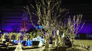 期間限定での美しい輝き