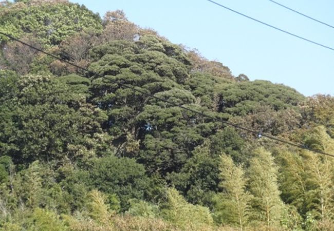 円海山近郊緑地特別保全地区