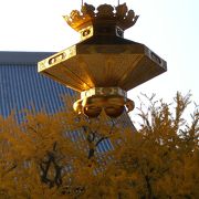 西本願寺の天然記念物<逆さ銀杏＞
