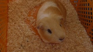 子供も大人も楽しめる