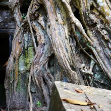 根の間に、顔が