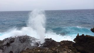 ブローが見れればラッキー、いいことあるかも