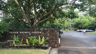 変わった植物が複数見ることができます