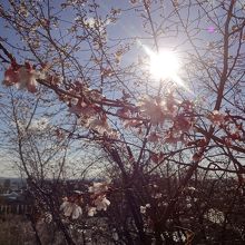 寒い時期にも見られる四季桜。帰りの階段で