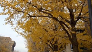 銀杏並木が見事