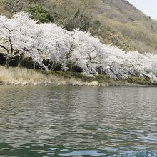 斯様な観桜風景に