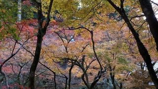 光明禅寺の紅葉を愛でた
